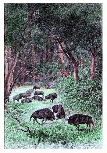 Bisons of Bela-Veja Forest (Lituanie).